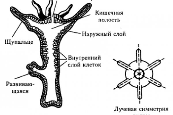 Кракен марихуана