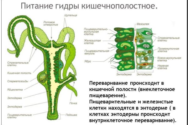 Kraken россия